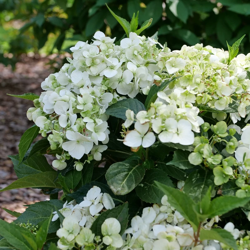 Fairytrail™ White Cascade Hydrangea - Image 4