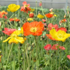 'Champagne Bubbles' Icelandic Poppy Mix