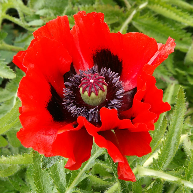 'Beauty Of Livermere' Oriental Poppy - Image 2