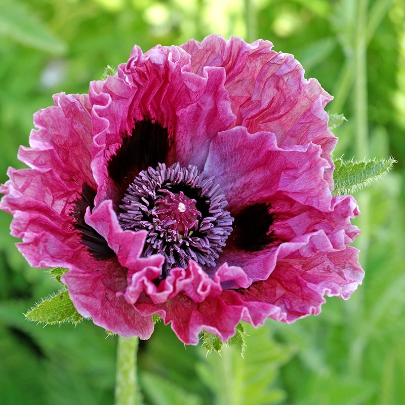 'Central Park' Oriental Poppy - Image 2