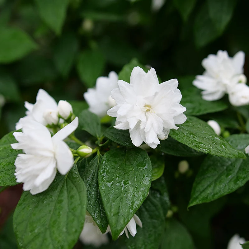 Illuminati Spice™ Mock Orange - Image 2
