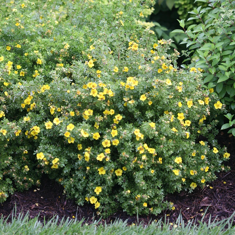 Happy Face® Yellow Potentilla - Image 2