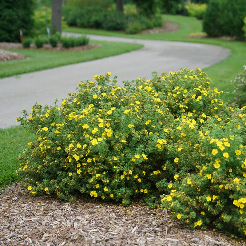 Happy Face® Yellow Potentilla - Image 3