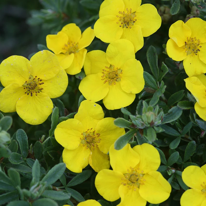 Happy Face® Yellow Potentilla - Image 6