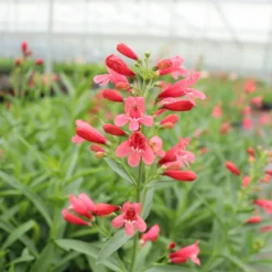 'Pristine Scarlet' Beardtongue