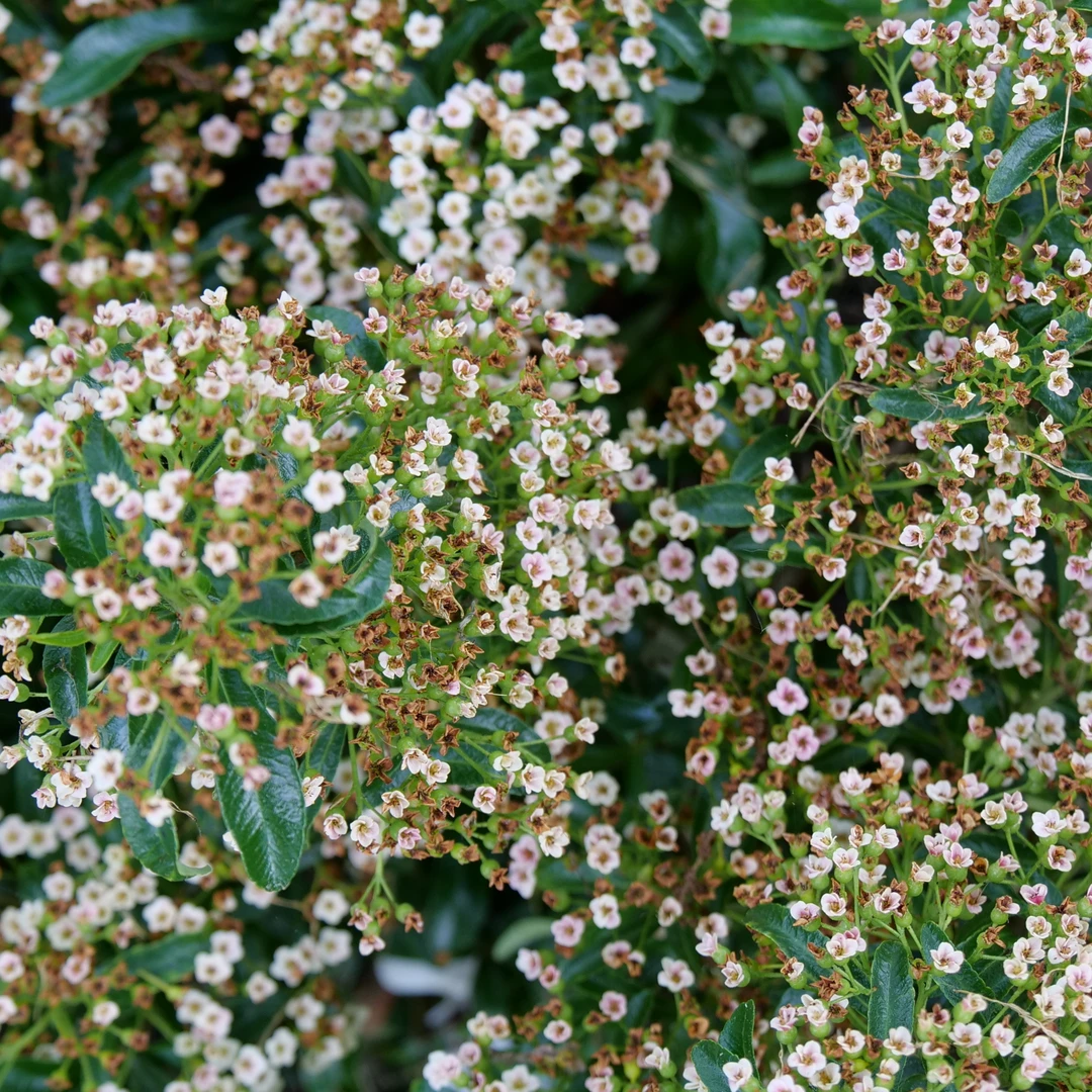 Berry Box™ Pyracomeles - Image 2