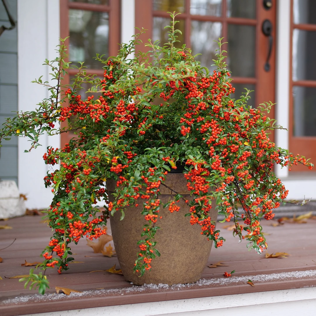 Berry Box™ Pyracomeles - Image 3