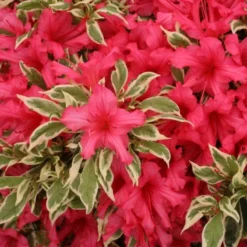 Bollywood® Azalea