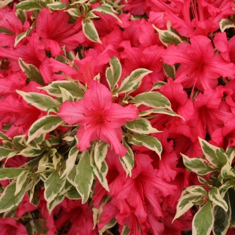 Bollywood® Azalea