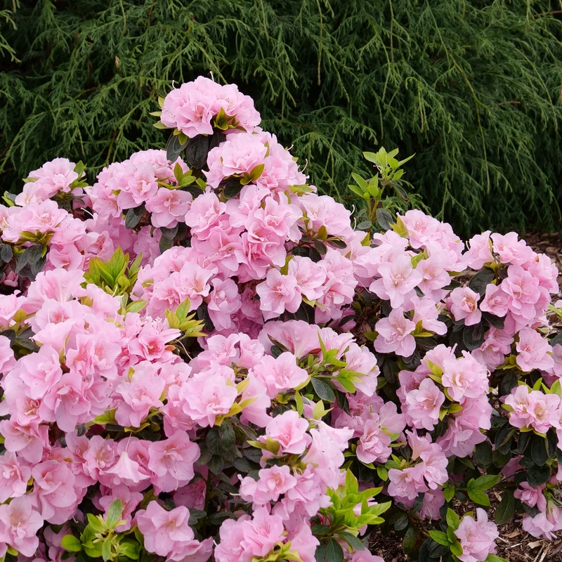 Perfecto Mundo® Double Pink Reblooming Azalea - Image 3