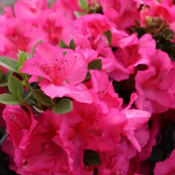 Perfecto Mundo Epic Pink™Reblooming Azalea