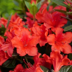 Perfecto Mundo® Orange Reblooming Azalea
