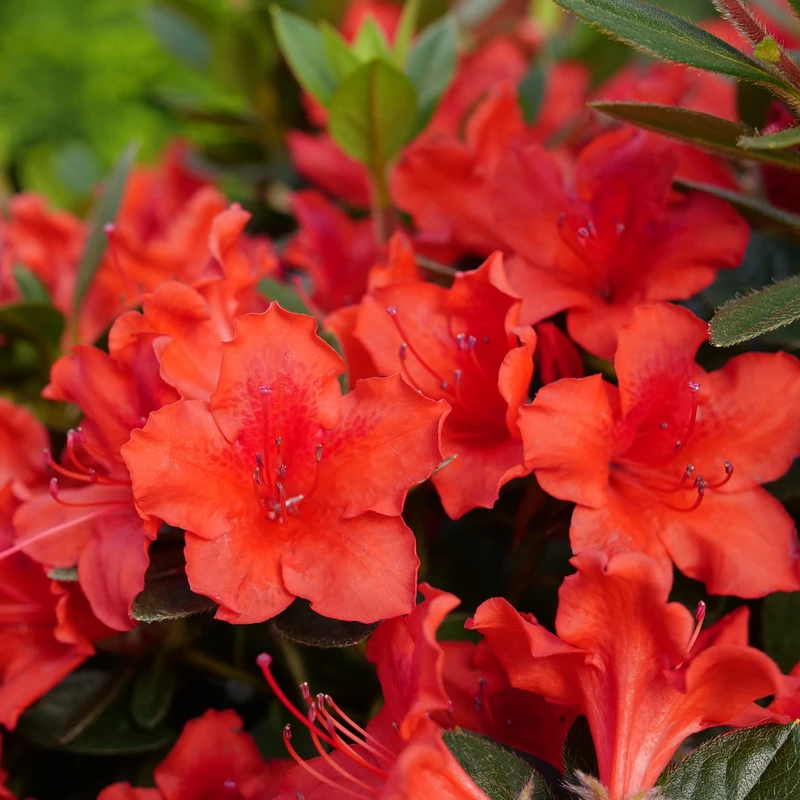 Perfecto Mundo® Orange Reblooming Azalea