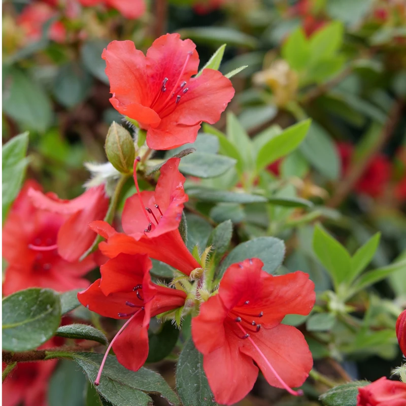 Perfecto Mundo® Orange Reblooming Azalea - Image 2