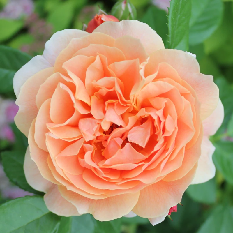 At Last® Rose - Image 2