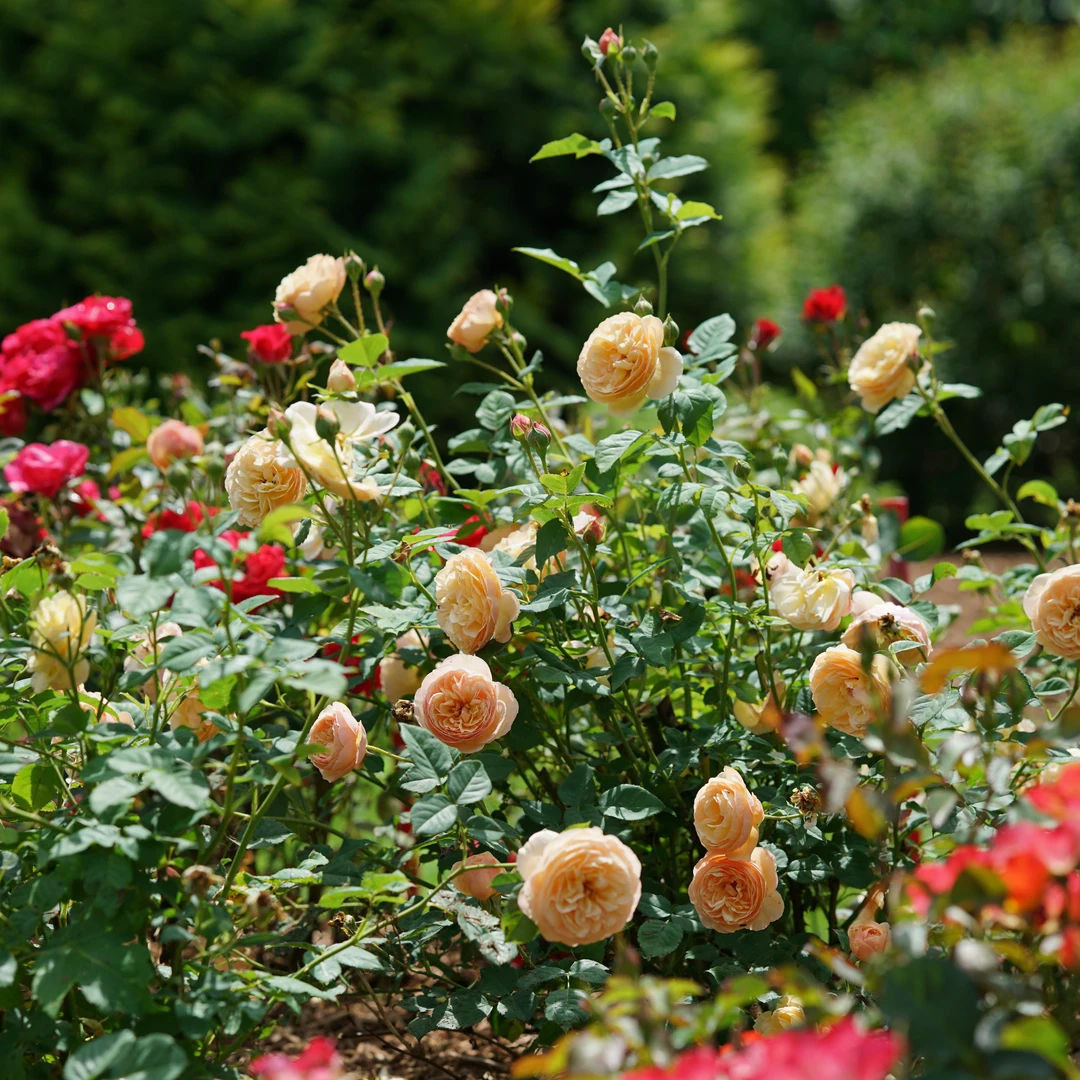 Flavorette™ Honey-Apricot Rose - Image 3