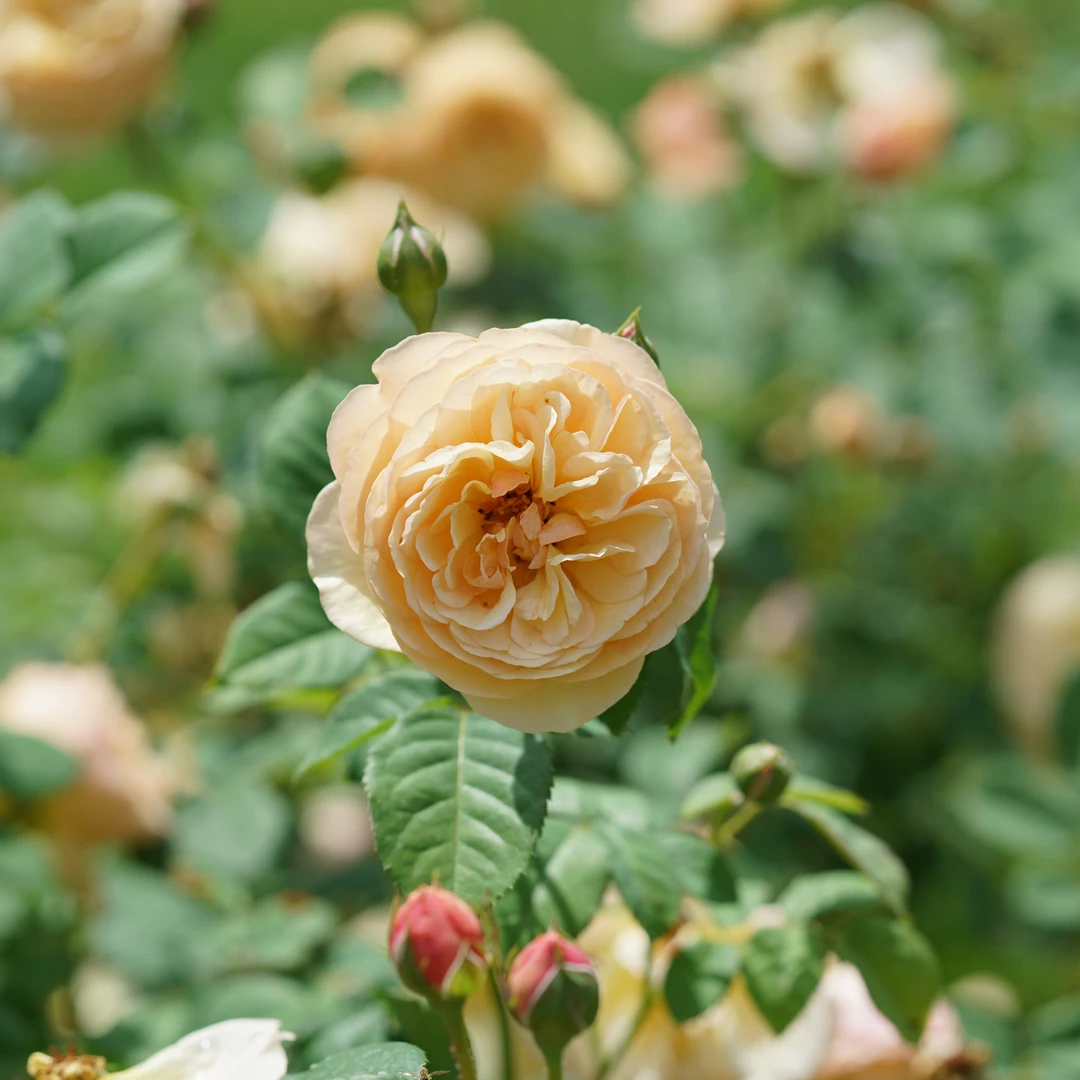 Flavorette™ Honey-Apricot Rose - Image 4