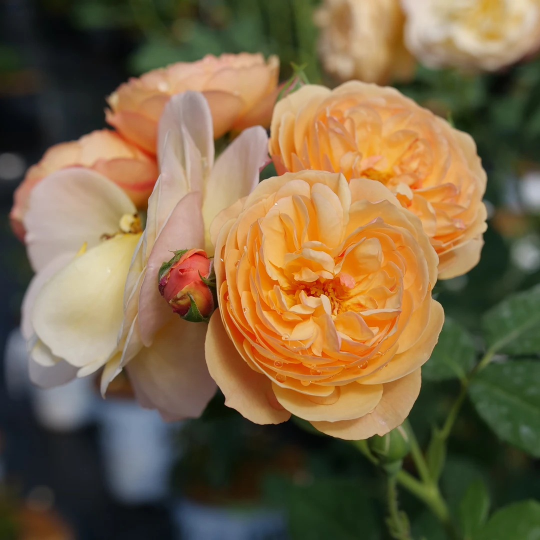 Flavorette™ Honey-Apricot Rose