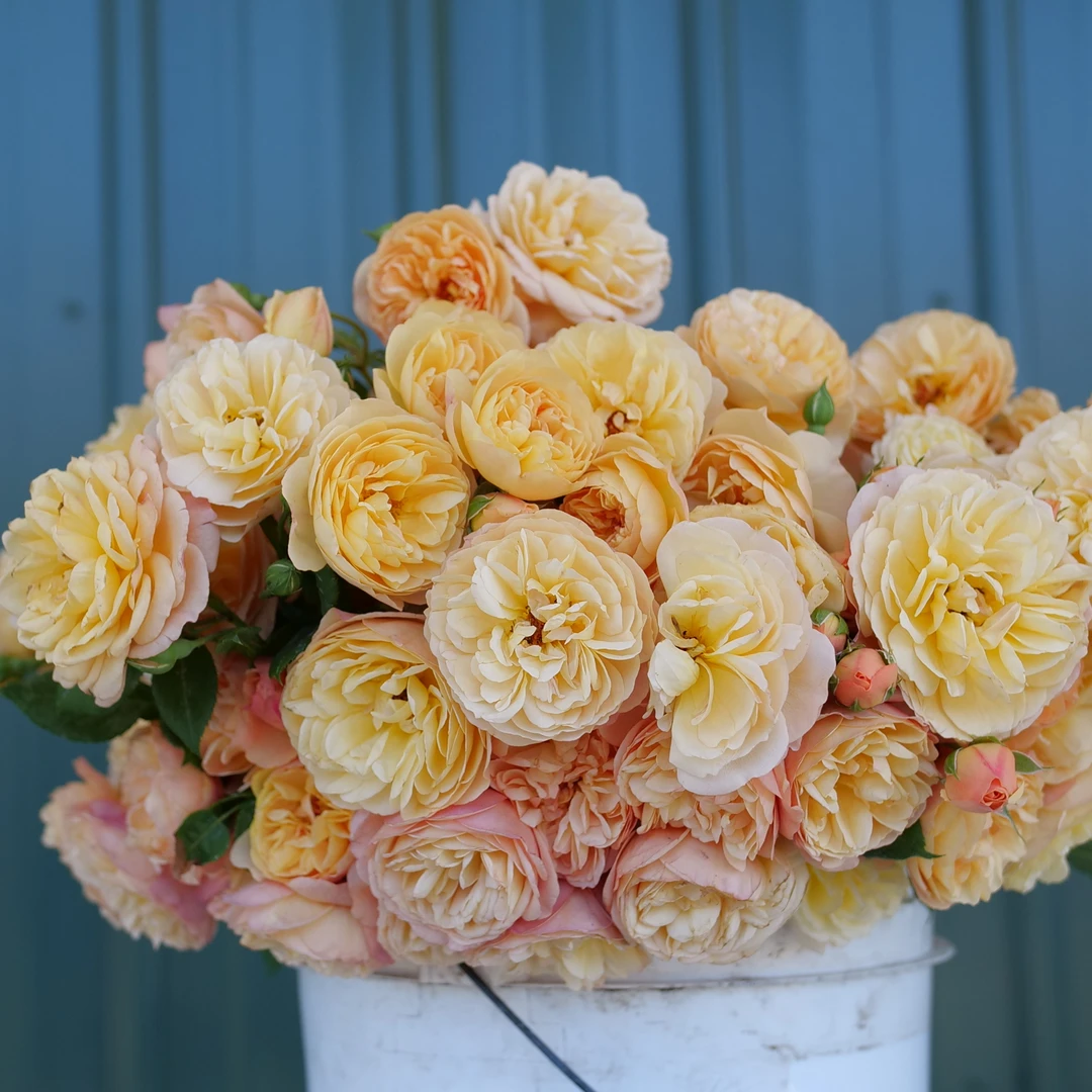 Flavorette™ Honey-Apricot Rose - Image 2