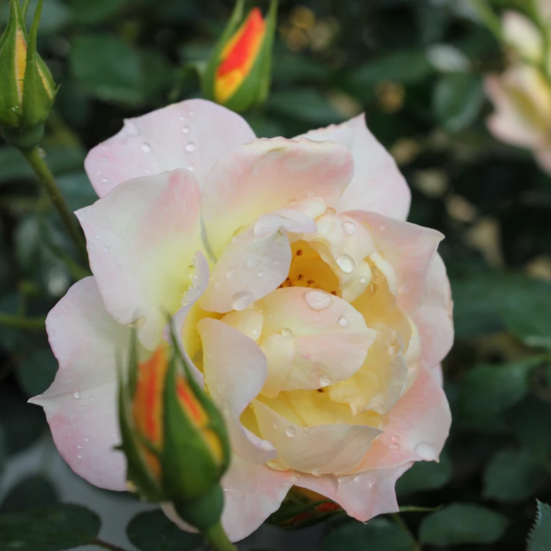 Oso Easy Italian Ice® Rose - Image 2