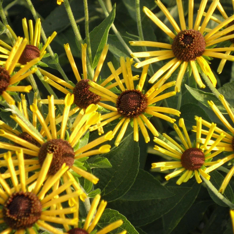 'Henry Eilers' Sweet Coneflower (Rudbeckia)