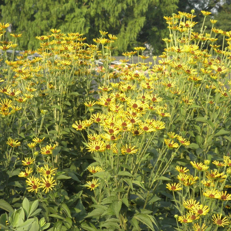 'Henry Eilers' Sweet Coneflower (Rudbeckia) - Image 2