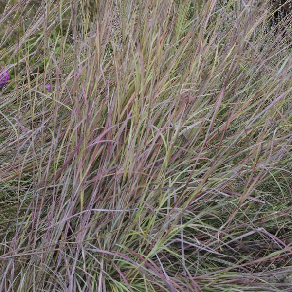 'Twilight Zone' Little Bluestem Grass - Image 3