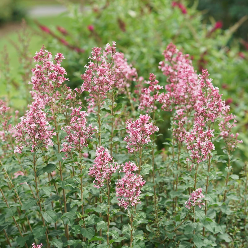 Bloomerang Ballet™ Lilac - Image 2