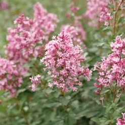 Bloomerang Ballet™ Lilac