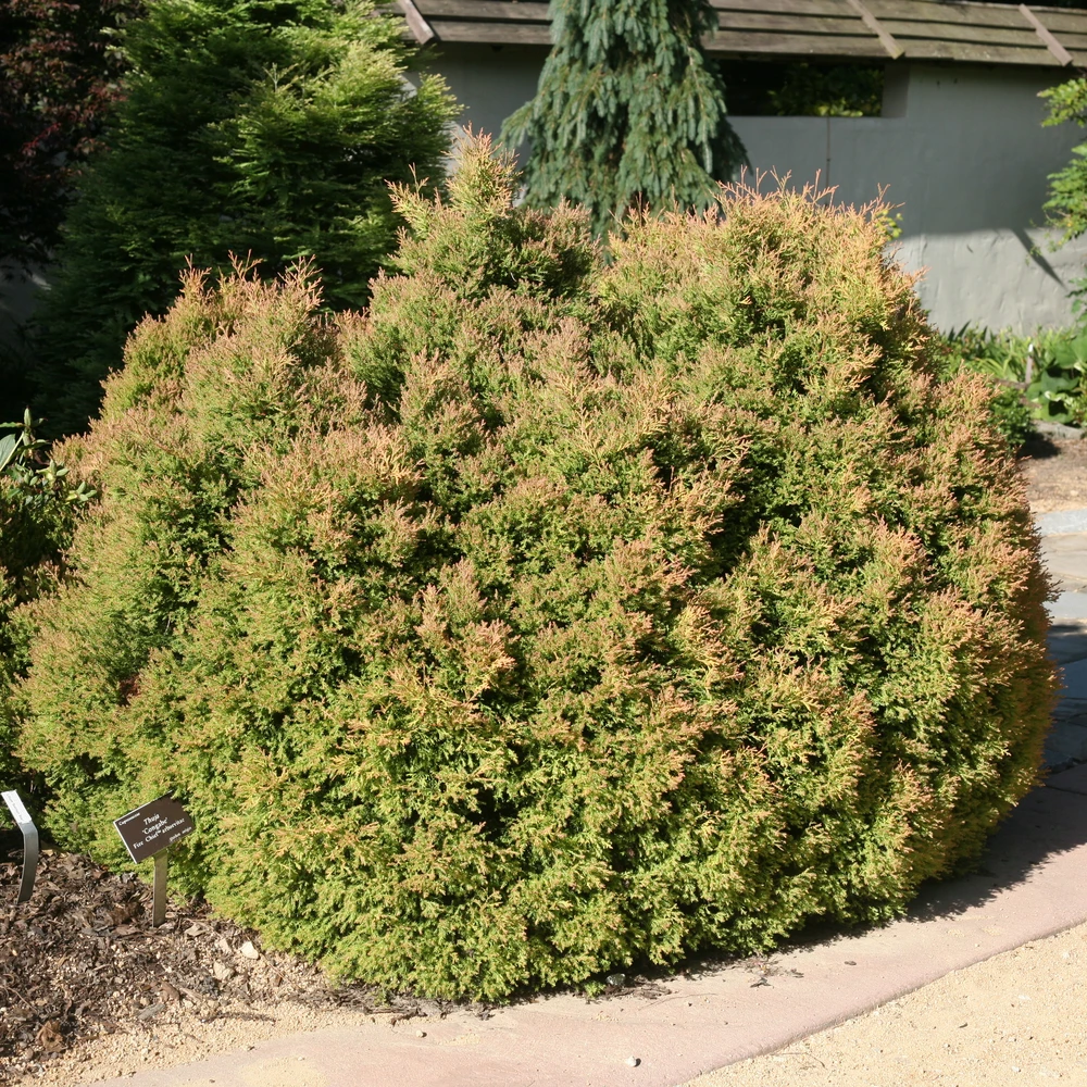 Fire Chief™ Arborvitae - Image 3