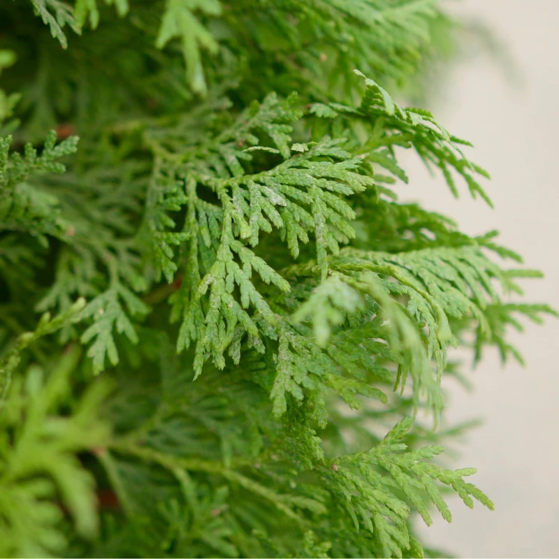 North Pole® Arborvitae - Image 3