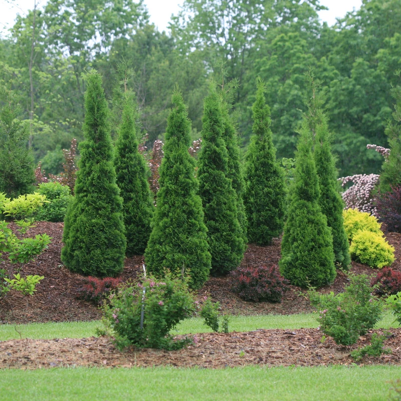 North Pole® Arborvitae - Image 4