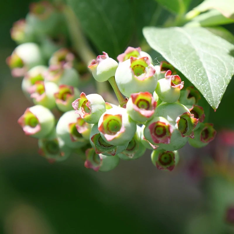 'Elliott' Blueberry - Image 2