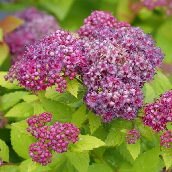 Double Play® Dolly™ Spirea