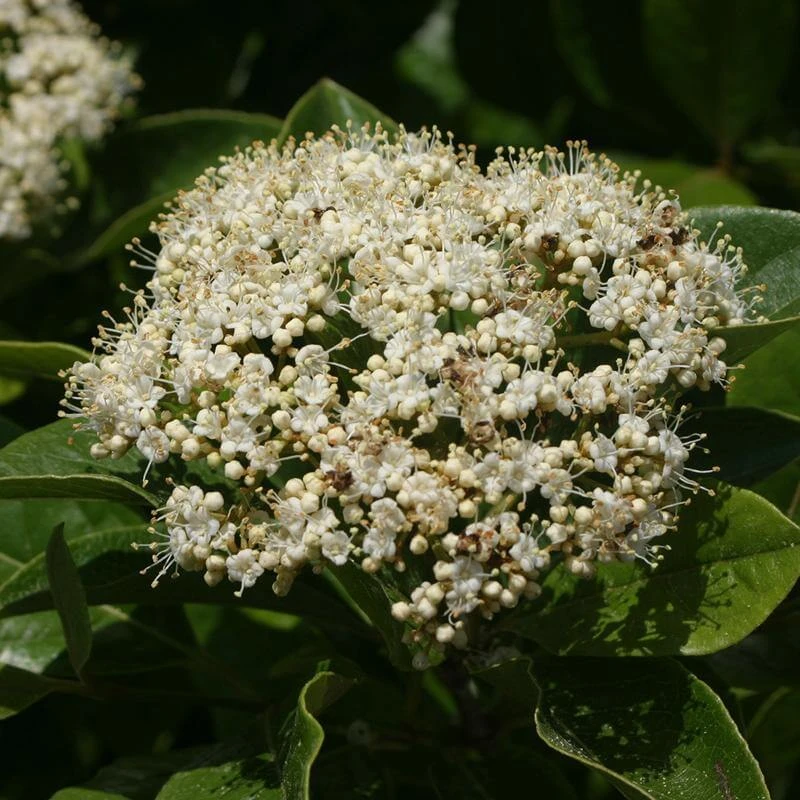 Brandywine™ Witherod Viburnum - Image 5