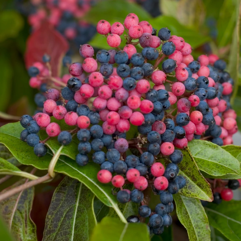 Brandywine™ Witherod Viburnum - Image 3