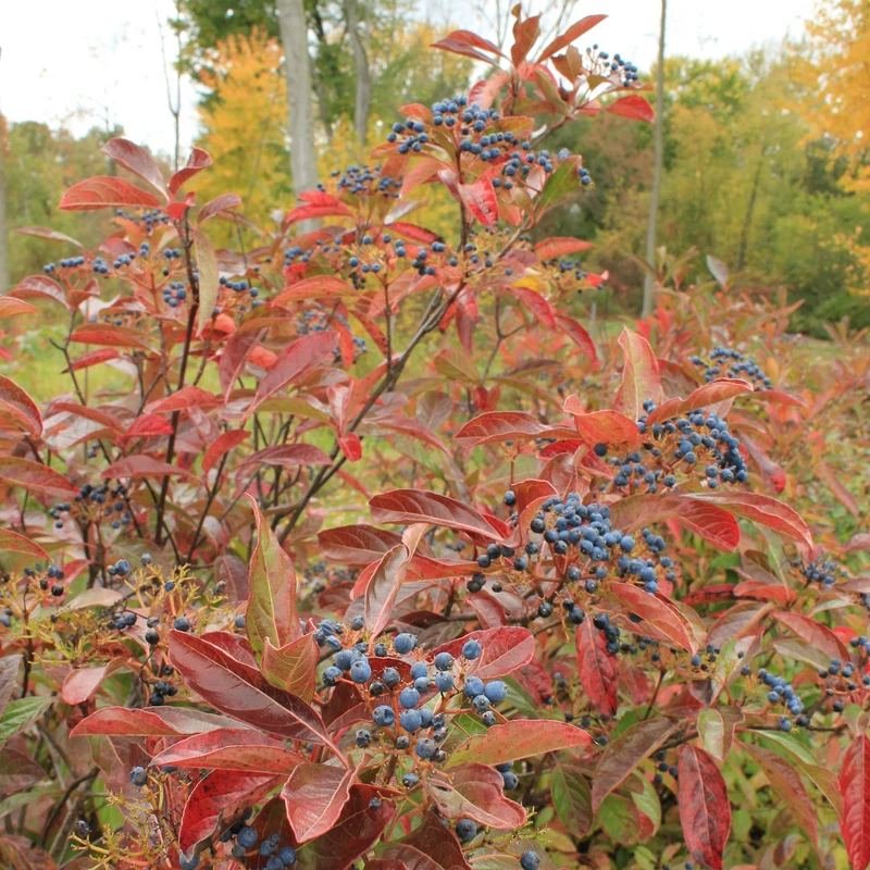 Brandywine™ Witherod Viburnum - Image 2