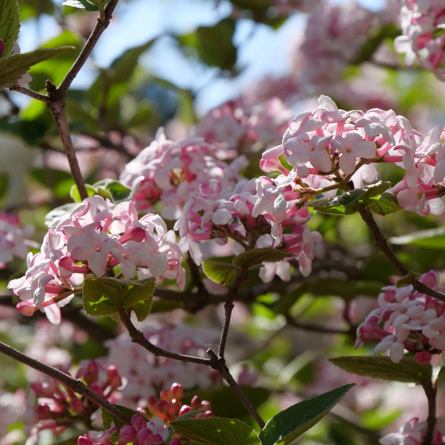 Spice Girl® Koreanspice Viburnum - Image 2