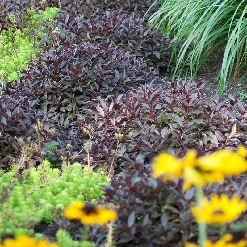 Midnight Wine Shine™ Weigela - Image 4