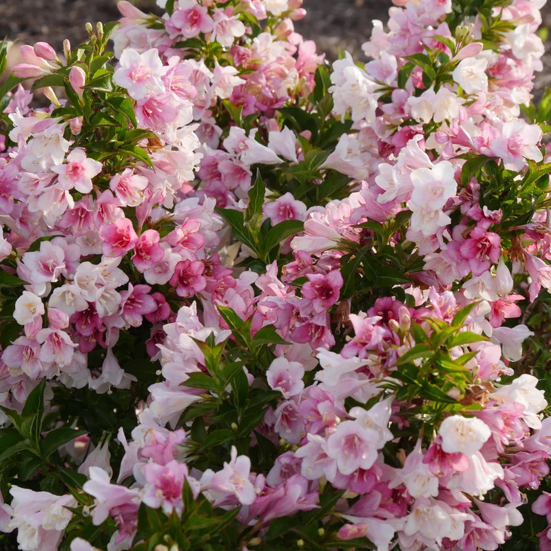 Czechmark Trilogy® Weigela - Image 2