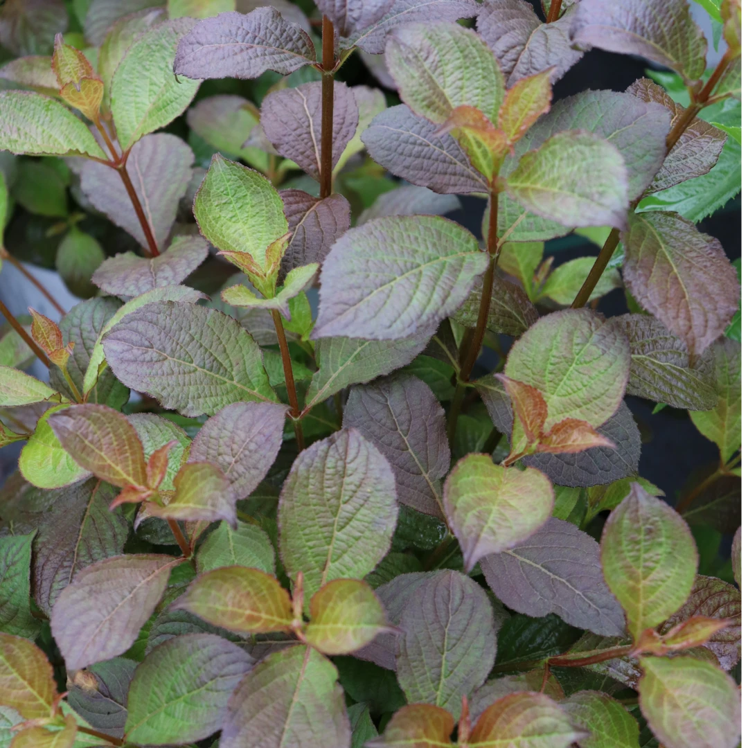 Midnight Sun™ Weigela - Image 4