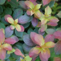 Midnight Sun™ Weigela
