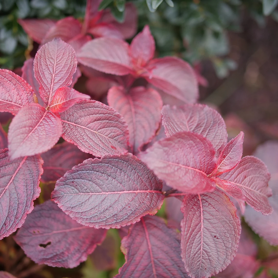 Midnight Sun™ Weigela - Image 5