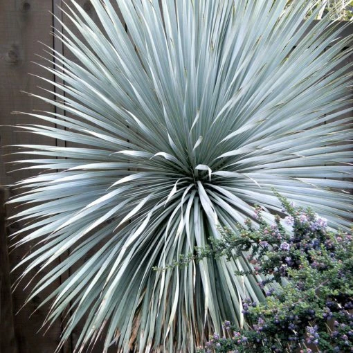 'Sapphire Skies' Yucca - Image 3