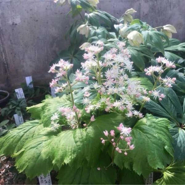 'Fusion Of Fire' Oredenia - Image 3