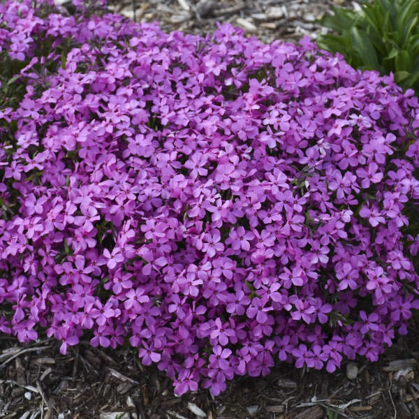 'Magenta Sprite' Hybrid Spring Phlox - Image 3