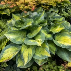'Brother Stefan' Hosta