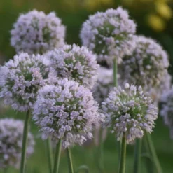 'Bobblehead' Allium