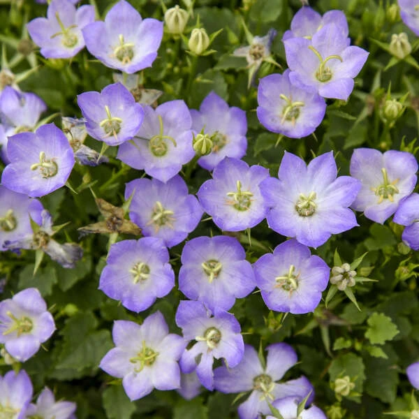 Mini Marvels™ Twilight Bellflower - Image 3