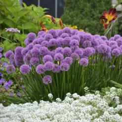 'Millenium' Allium
